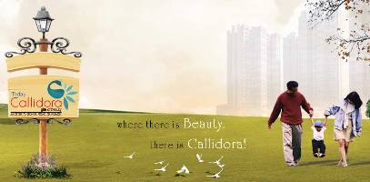 Today Callidora 